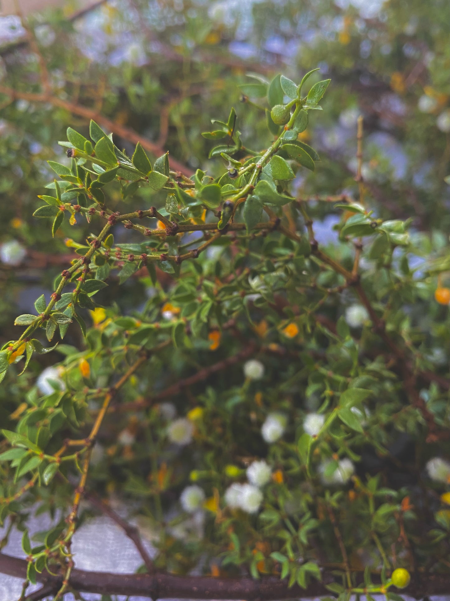 Desert Nectar